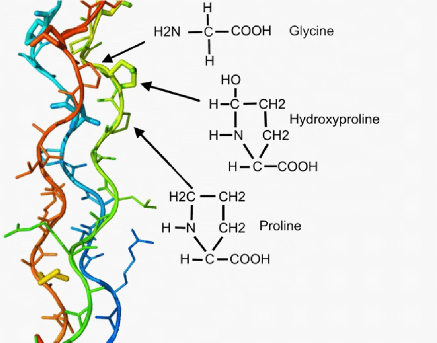 Collagen Triple Helix Formation